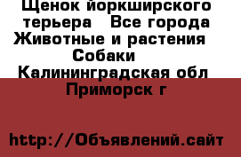 Щенок йоркширского терьера - Все города Животные и растения » Собаки   . Калининградская обл.,Приморск г.